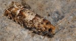 Epinotia pusillana