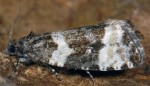 Phiaris bipunctana 06 1