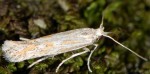Ptocheuusa inopella (I)