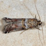 Acrobasis sodalella 06 1