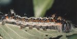 Acronicta tridens (L5)