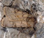 Agrotis cinerea (I)