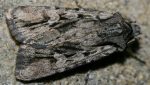 Agrotis schawerdai (I)