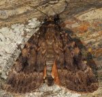 Amphipyra berbera (I)