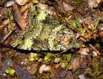 Anaplectoides prasina (I)