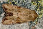 Apamea sublustris (I)