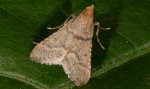 Bostra obsoletalis 06 1