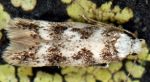 Caryocolum-saginella-05-2