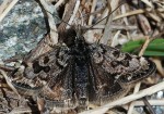 Catharia simplonialis 06 2