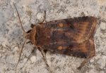 Cerastis faceta (I, L5)