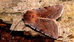 Cerastis rubricosa (I, L5)