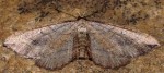 Coenocalpe lapidata 34 1