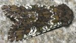 Crypsedra gemmea (I)