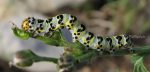 Cucullia caninae (L4)