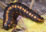 Cucullia lucifuga (L5)