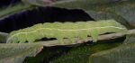 Cucullia prenanthis (L3, L5)
