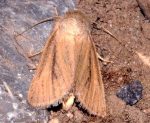 Denticucullus pygmina (I)