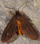 Dysauxes famula (I)