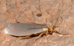Eilema uniola (I)