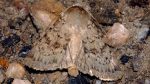 Epipsilia grisescens (I)