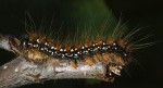 Eriogaster arbusculae (L4)