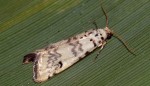 Euzophera lunulella 66 1