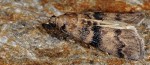 Euzophera pinguis 06 2