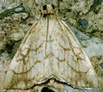 Evergestis pallidata