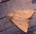 Hydraecia osseola (I)