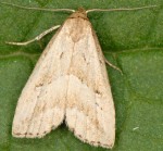 Hypenodes humidalis (I)