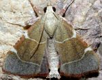 Hypsopygia fulvocilialis 13 1