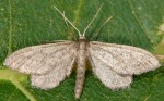 Idaea carvalhoi 66 1