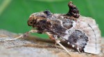 Loryma egregialis 34 1