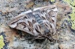Loxostege manualis 06 3