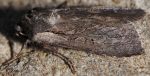 Lycophotia molothina (I)