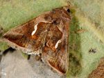 Macdunnoughia confusa (I)