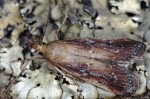 Moitrelia obductella 06 4