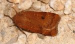 Noctua interposita (I)