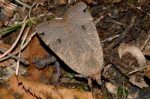 Noctua orbona (I, L5)