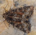 Oligia versicolor (I)