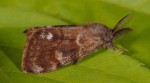 Orgyia rupestris (I, L5, C, P)