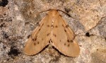 Paidia rica (I)