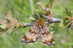 Panemeria tenebrata (I)