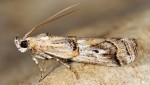 Pempelia genistella 06 1