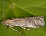 Pempeliella bayassensis 66 1