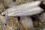 Phycitodes gallicella 06 4