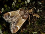 Pyralis farinalis