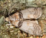 Sciota rhenella 83 1