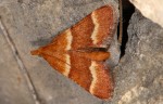 Stemmatophora combustalis 04 1