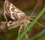 Synaphe diffidalis 66 4